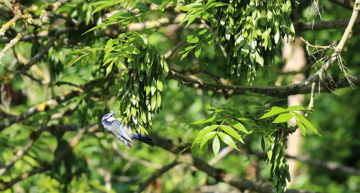 Лазоревка - ML636124115