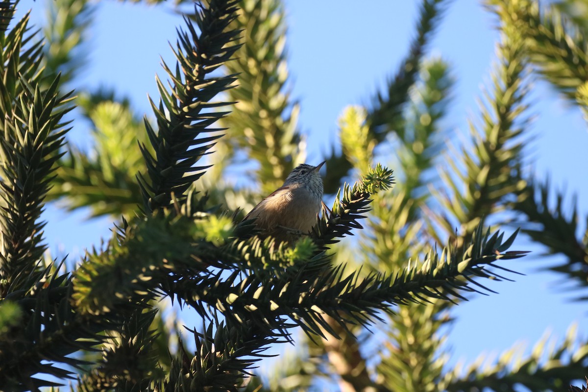 Araucaria Tit-Spinetail - ML636124139