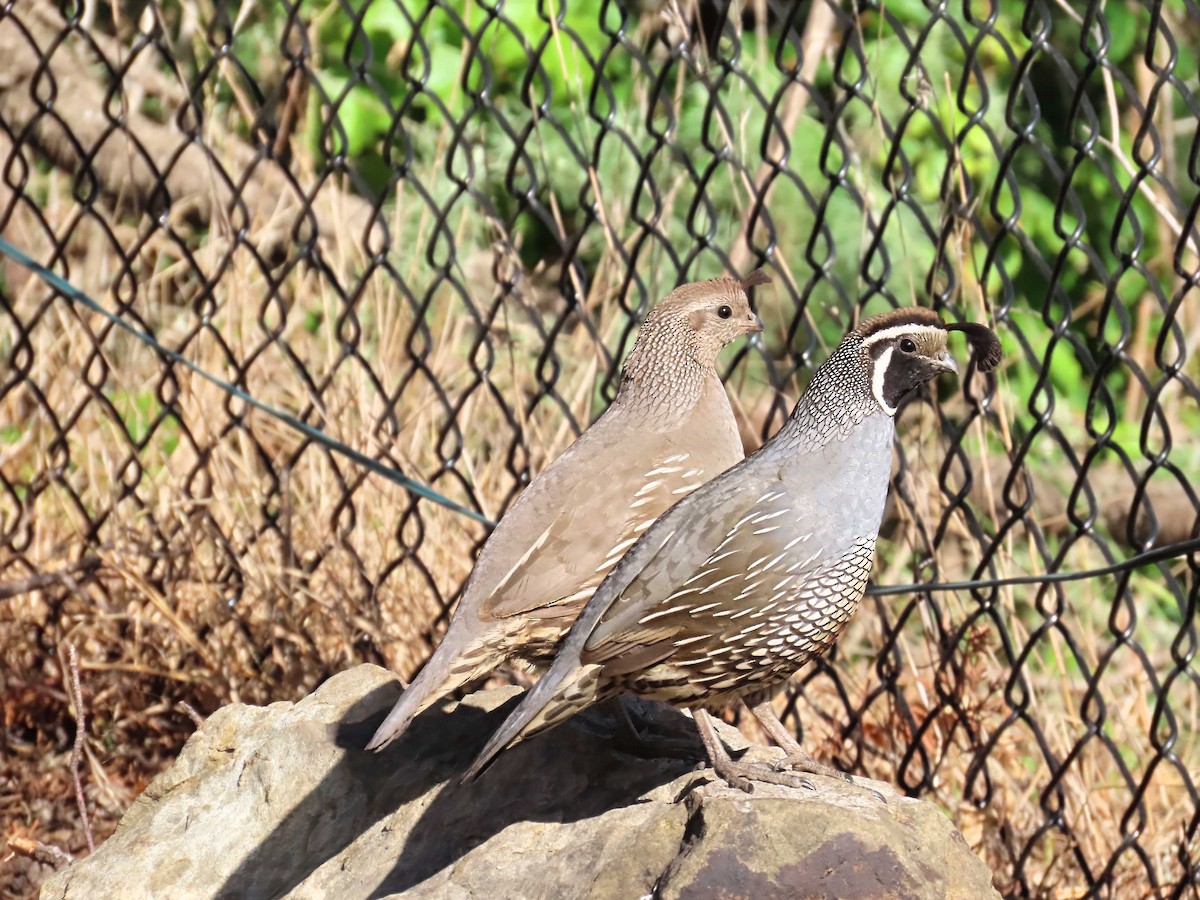 California Quail - ML636124146