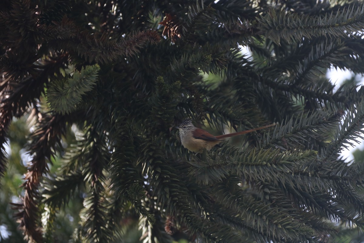 Araucaria Tit-Spinetail - ML636124270