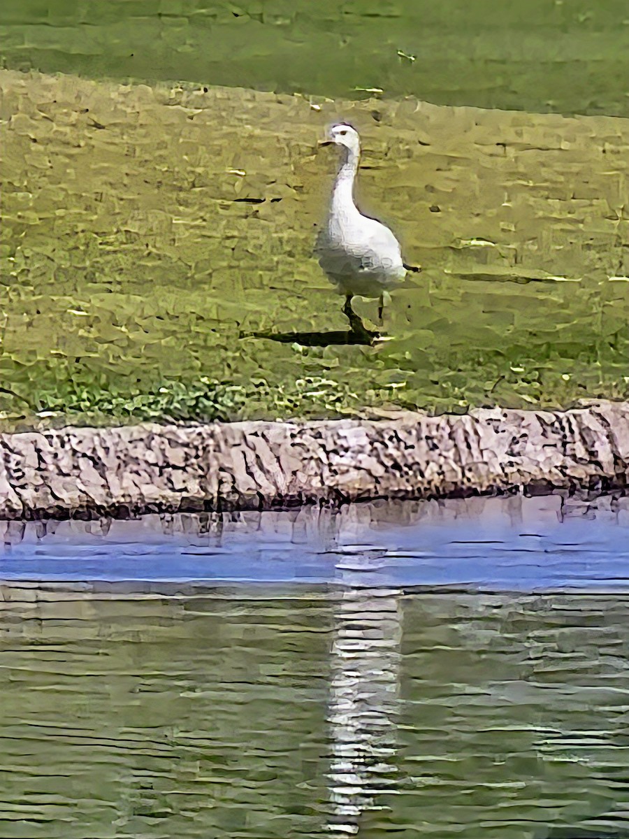 Ross's Goose - ML636124345