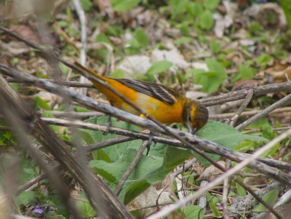 Baltimore Oriole - ML636124495