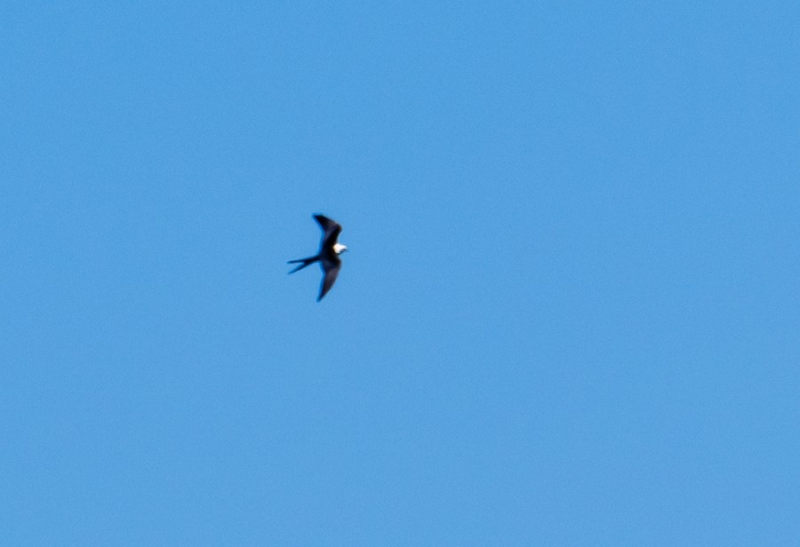 Swallow-tailed Kite - Bert Filemyr