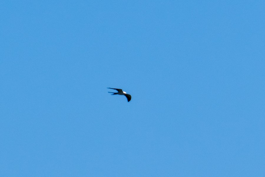 Swallow-tailed Kite - Bert Filemyr