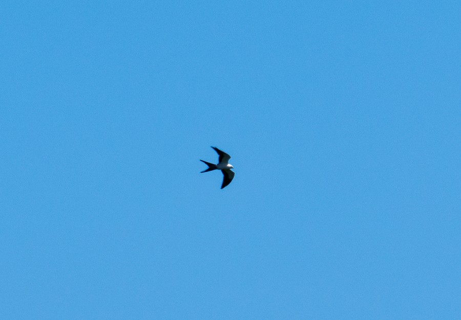 Swallow-tailed Kite - Bert Filemyr