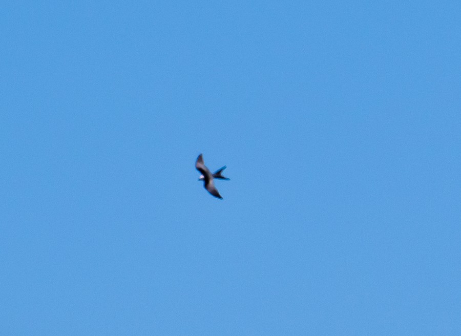 Swallow-tailed Kite - Bert Filemyr