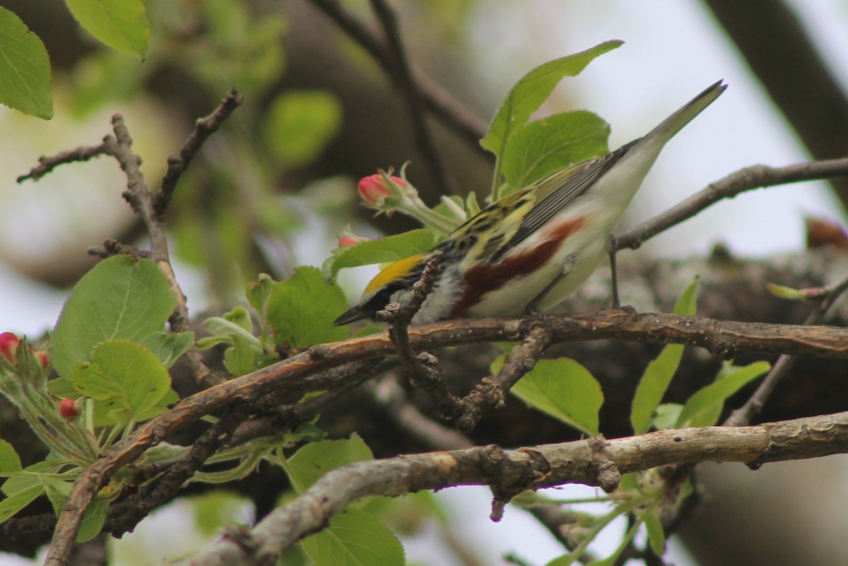 Chestnut-sided Warbler - ML636124542