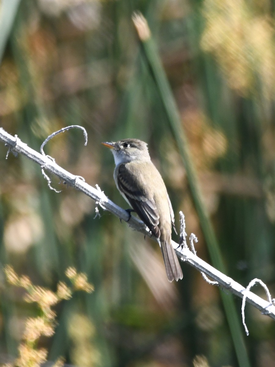 Willow Flycatcher - ML636124567