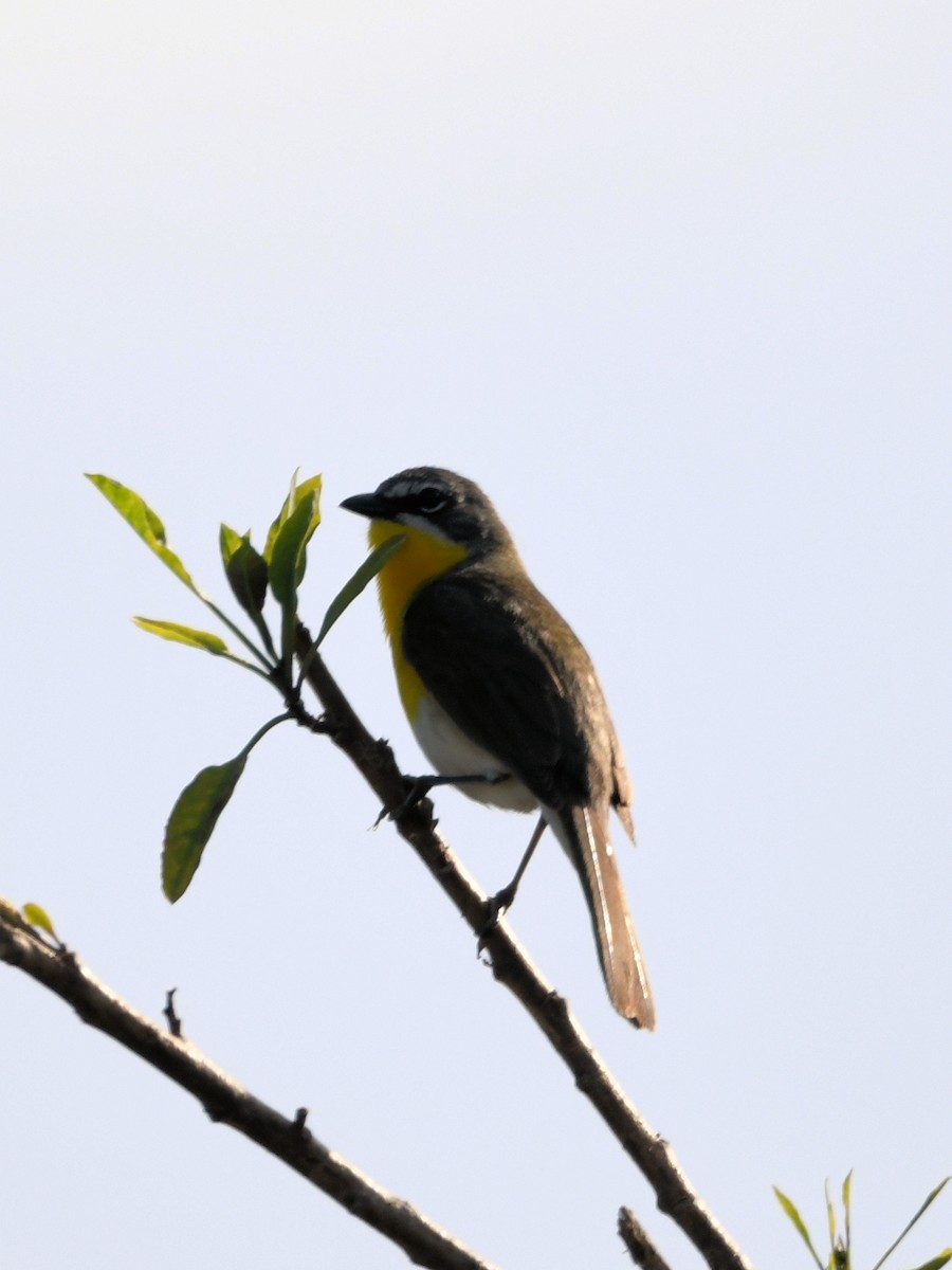 Yellow-breasted Chat - ML636124647