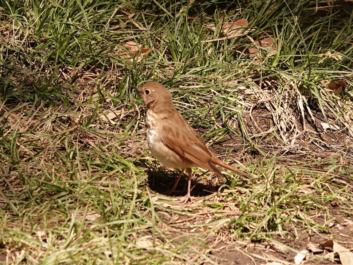 Hermit Thrush - ML636124714