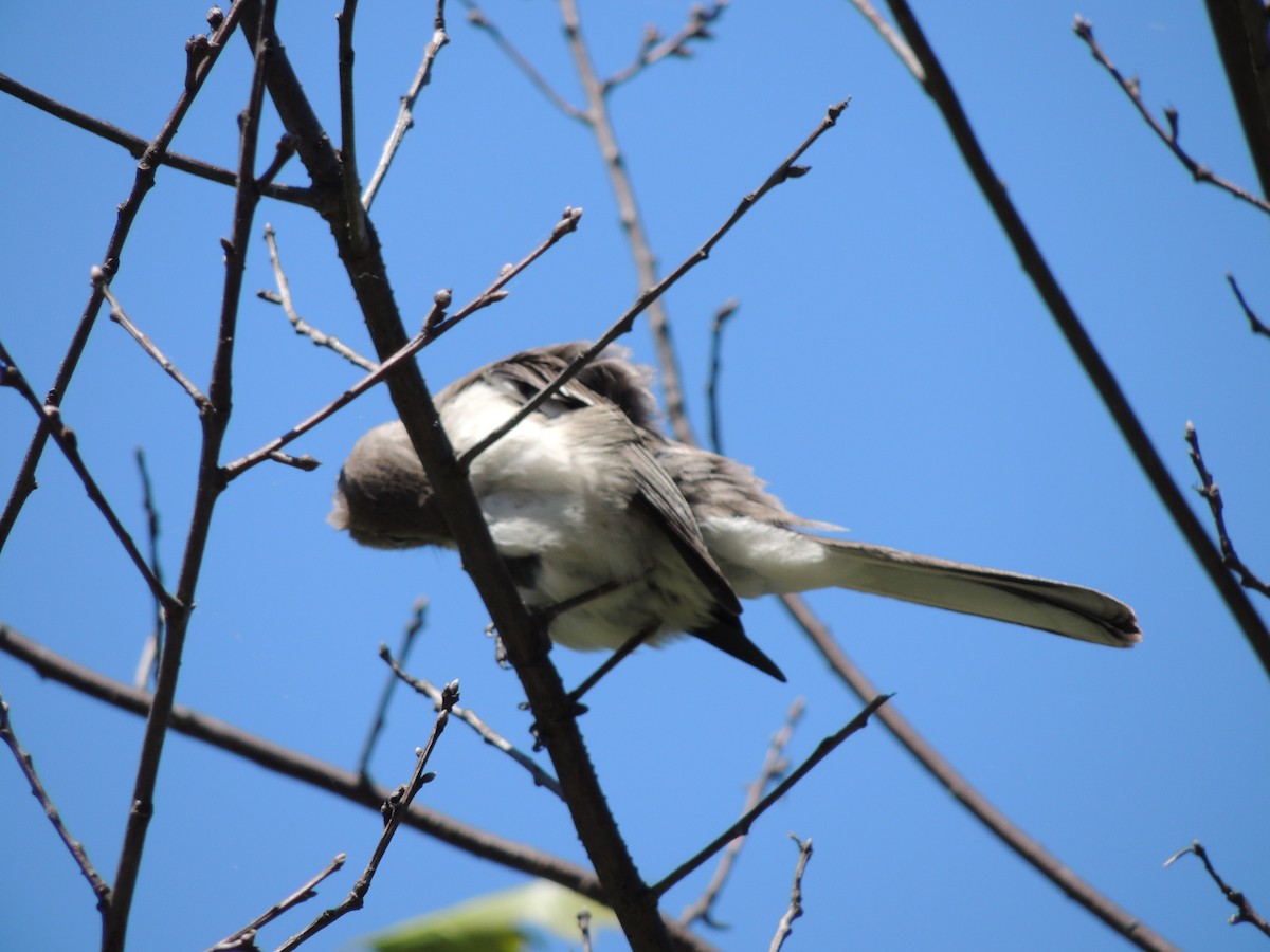 Northern Mockingbird - ML636124722