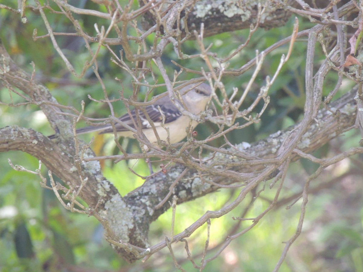 Northern Mockingbird - ML636124723