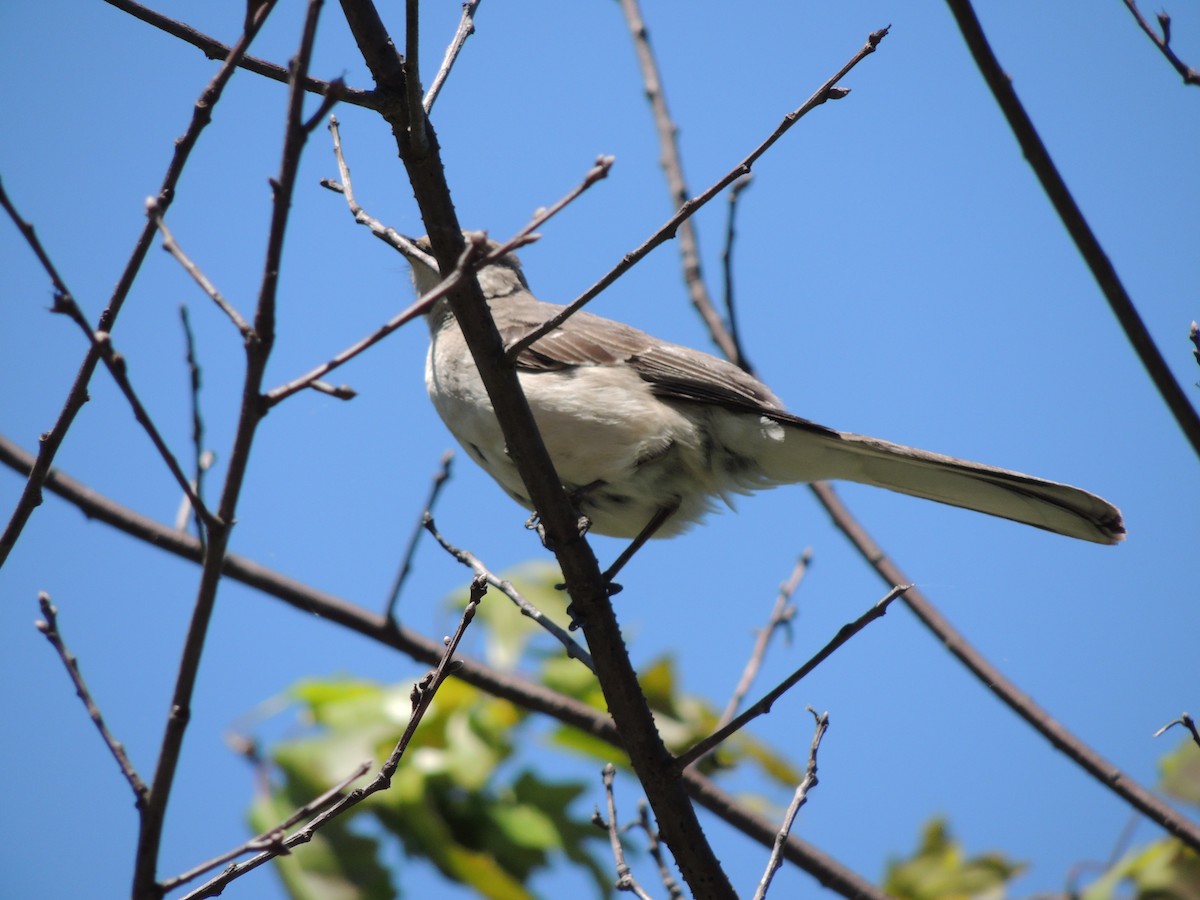 Northern Mockingbird - ML636124724