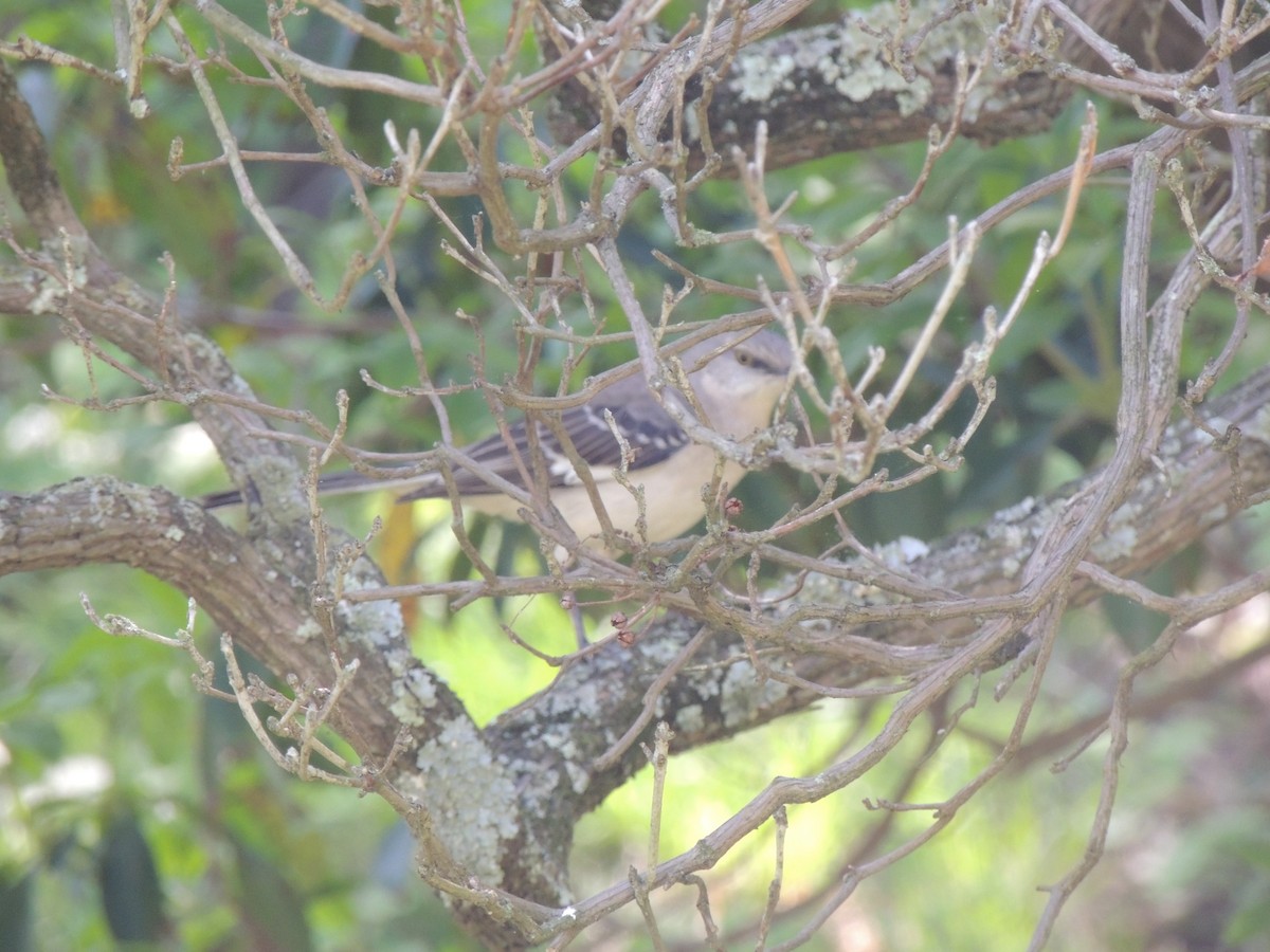 Northern Mockingbird - ML636124725