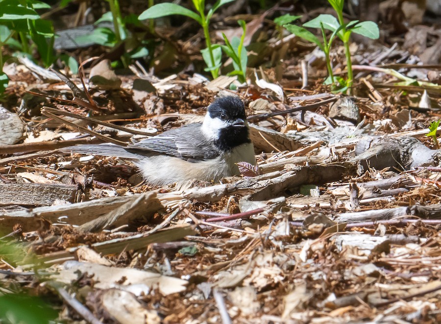 Carolina Chickadee - Bert Filemyr