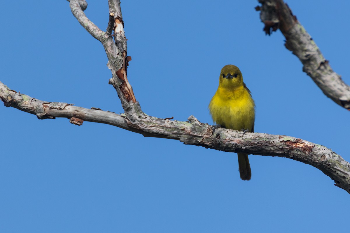 Oriole des vergers - ML636124819