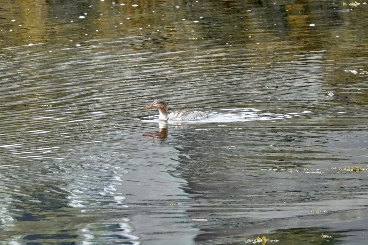 Red-breasted Merganser - ML636124859