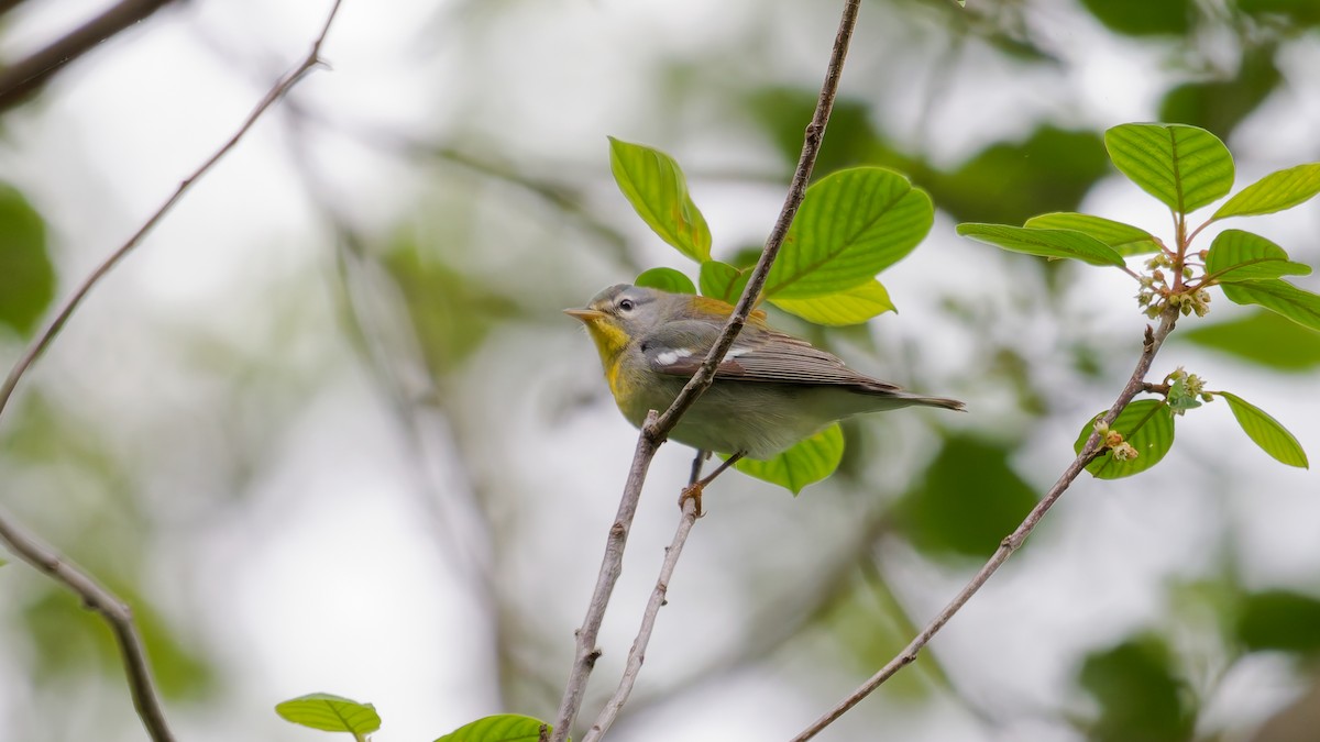 Northern Parula - ML636124885