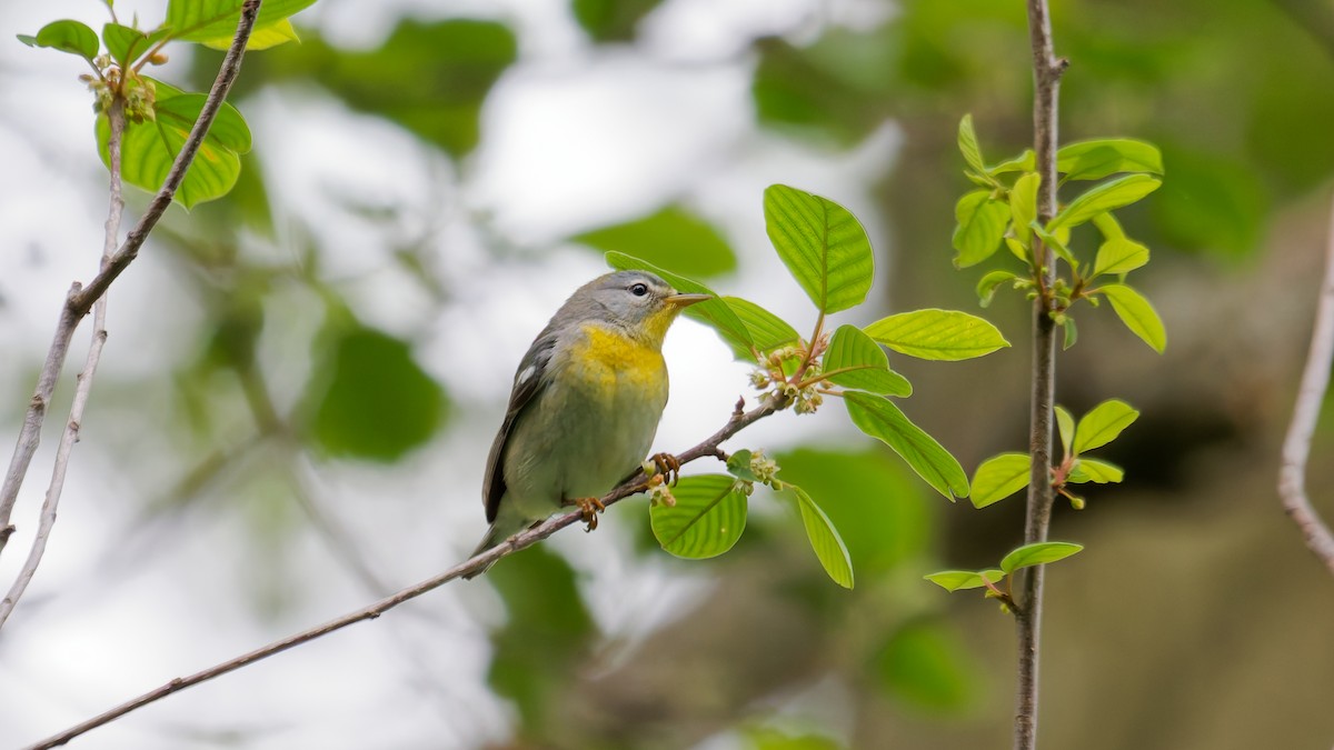 Northern Parula - ML636124886