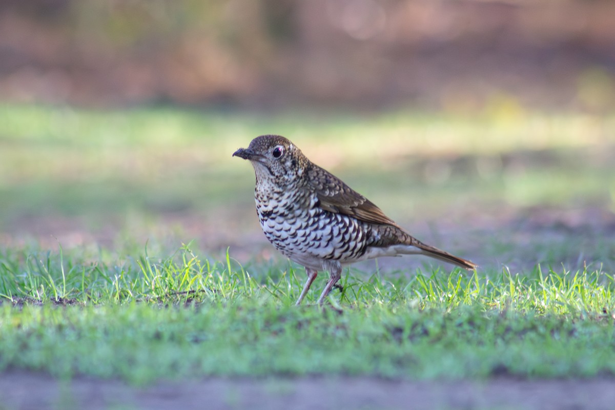 Bassian Thrush - ML636124948