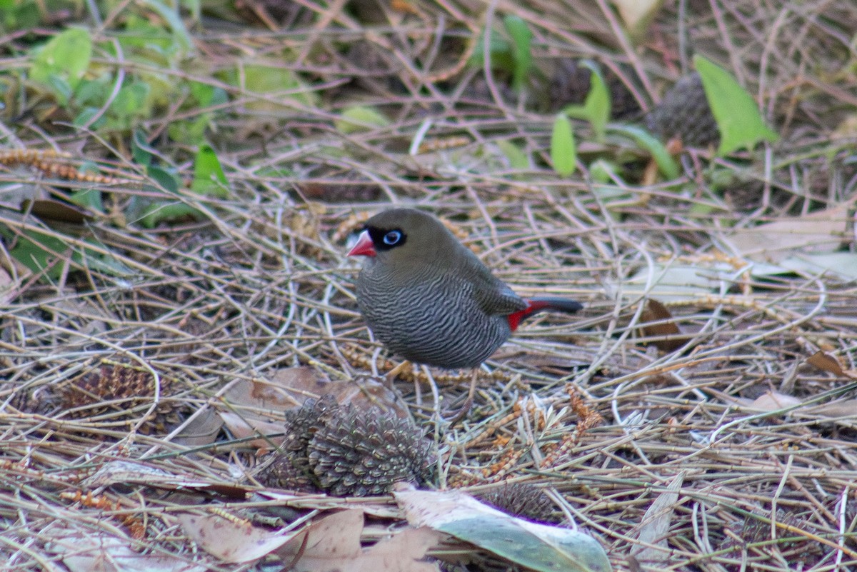 Beautiful Firetail - ML636124951
