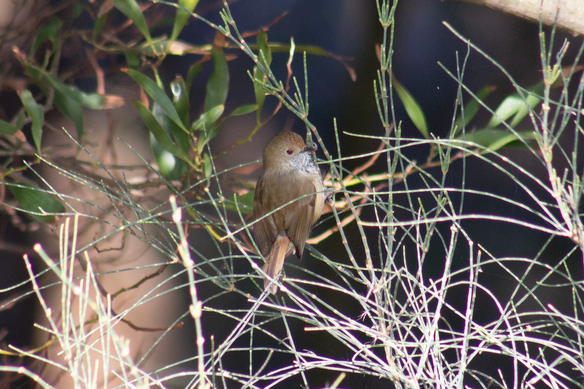 Brown Thornbill - ML636124956