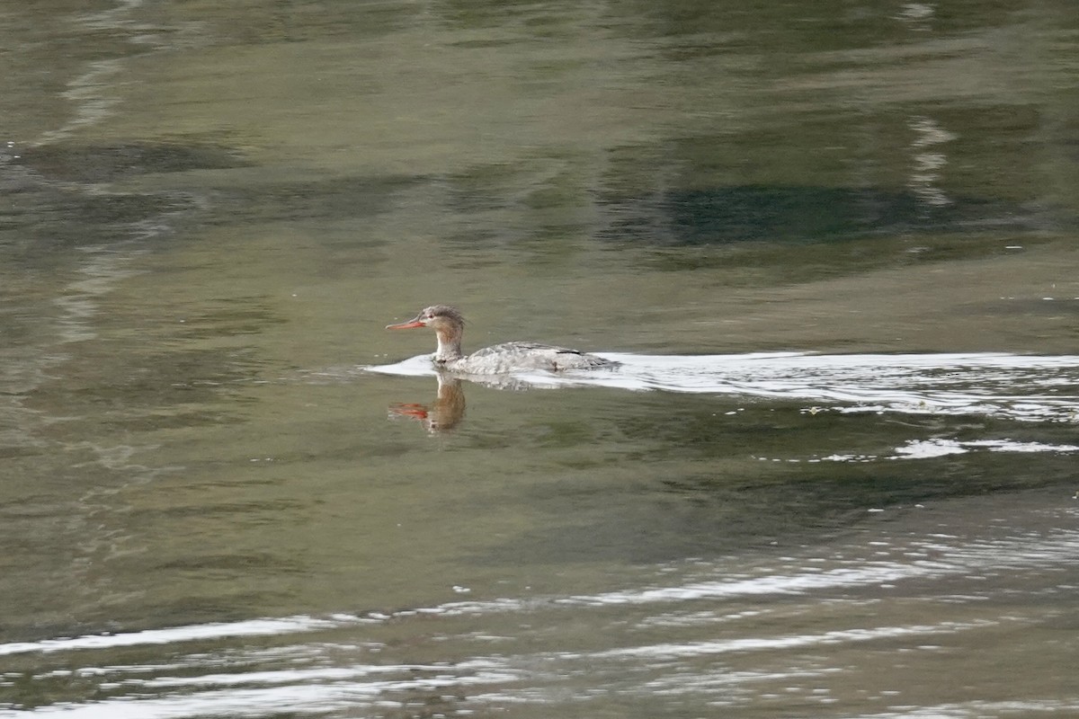 Red-breasted Merganser - ML636125044