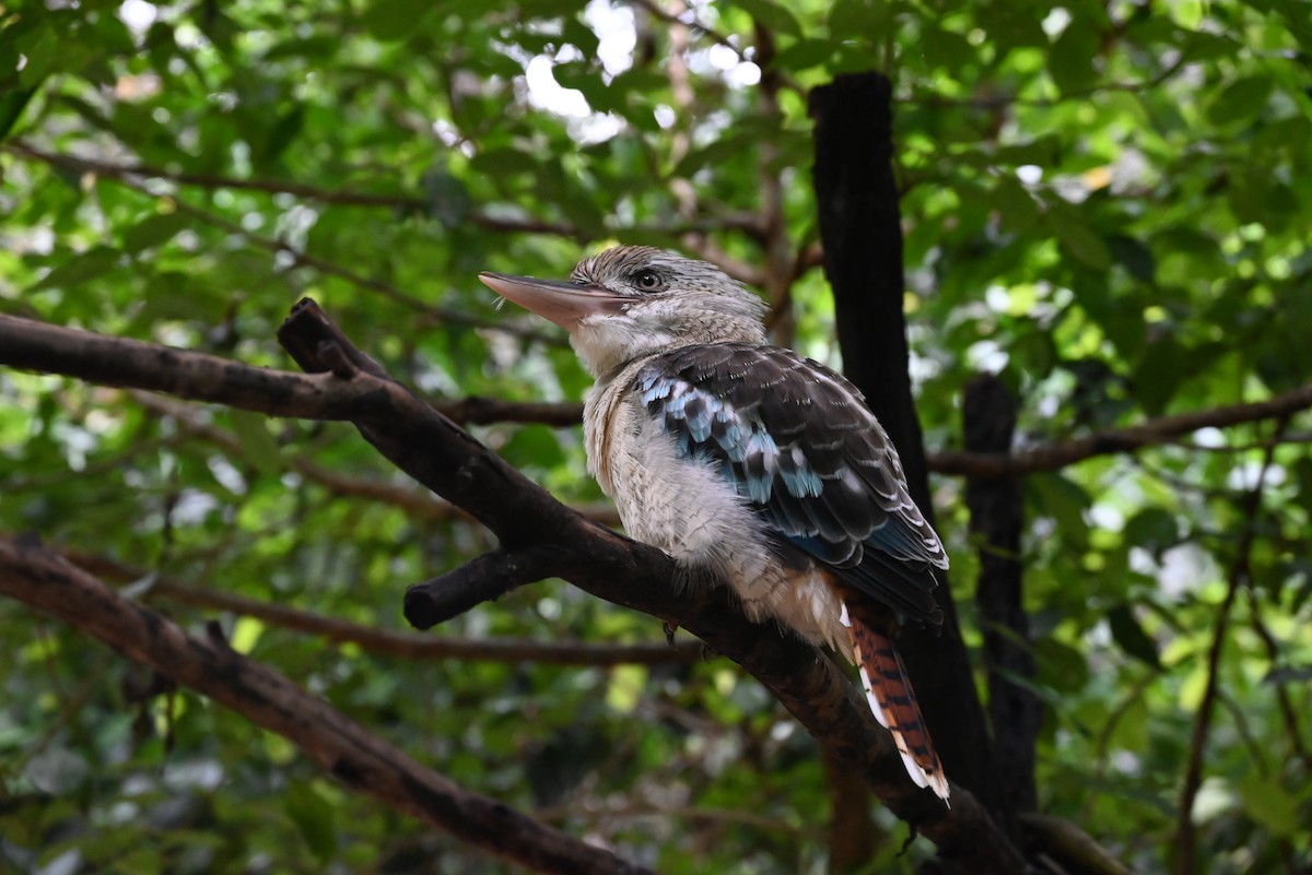 Blue-winged Kookaburra - ML636125080