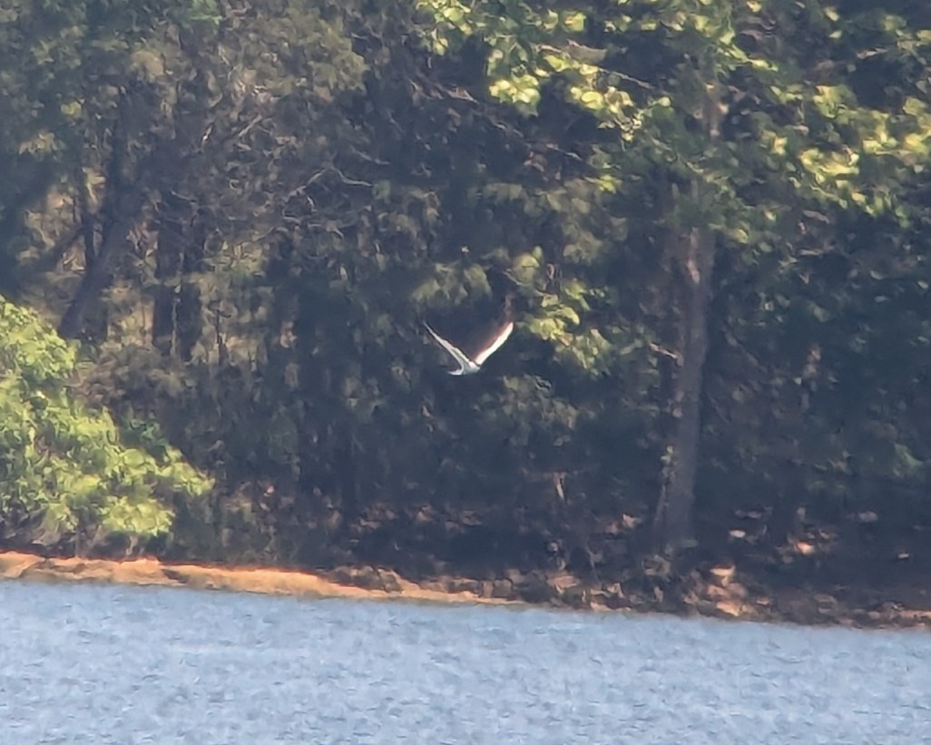 Forster's/Common Tern - ML636125095