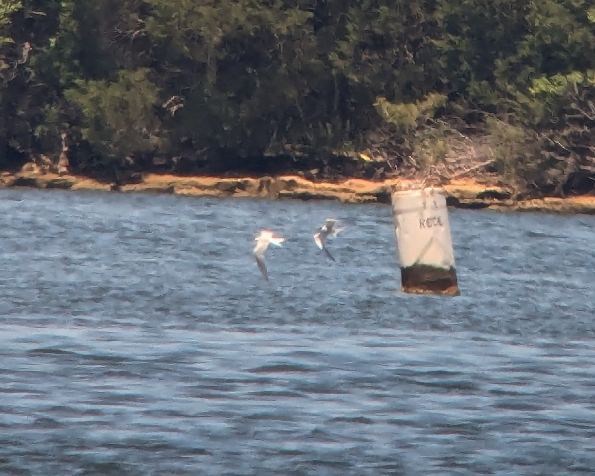 Forster's/Common Tern - ML636125096