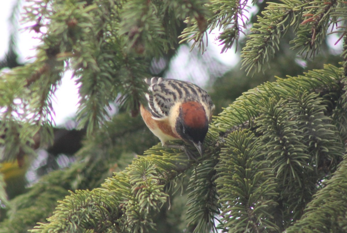 Bay-breasted Warbler - ML636125100