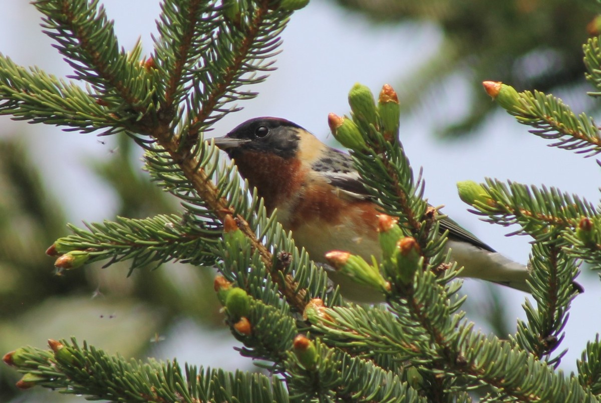 Bay-breasted Warbler - ML636125101