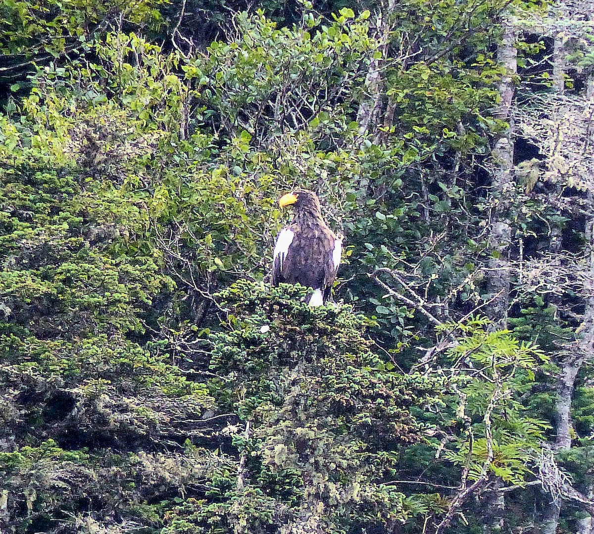 Steller's Sea-Eagle - ML636125110