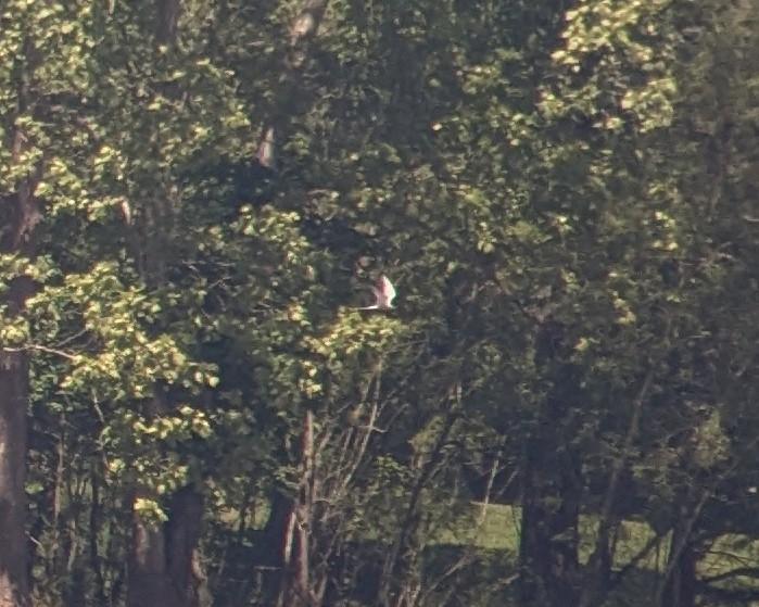 Forster's/Common Tern - ML636125116