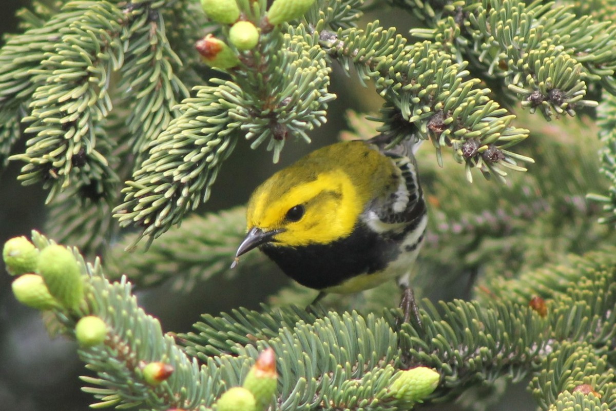 Black-throated Green Warbler - ML636125130