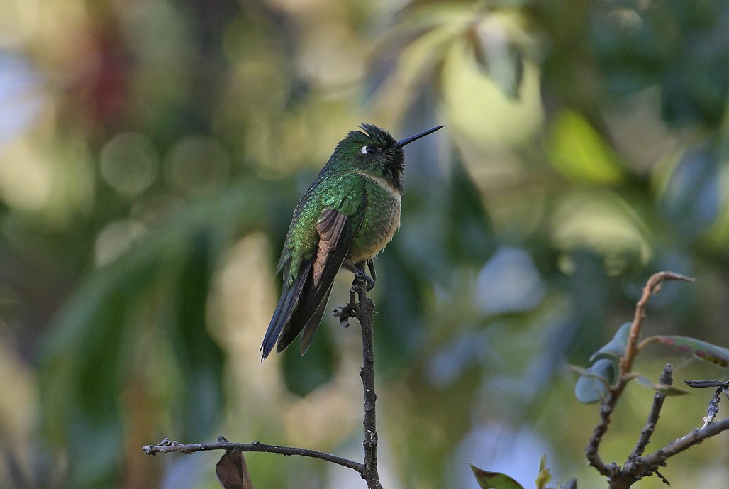 Amethyst-throated Sunangel - ML636125182