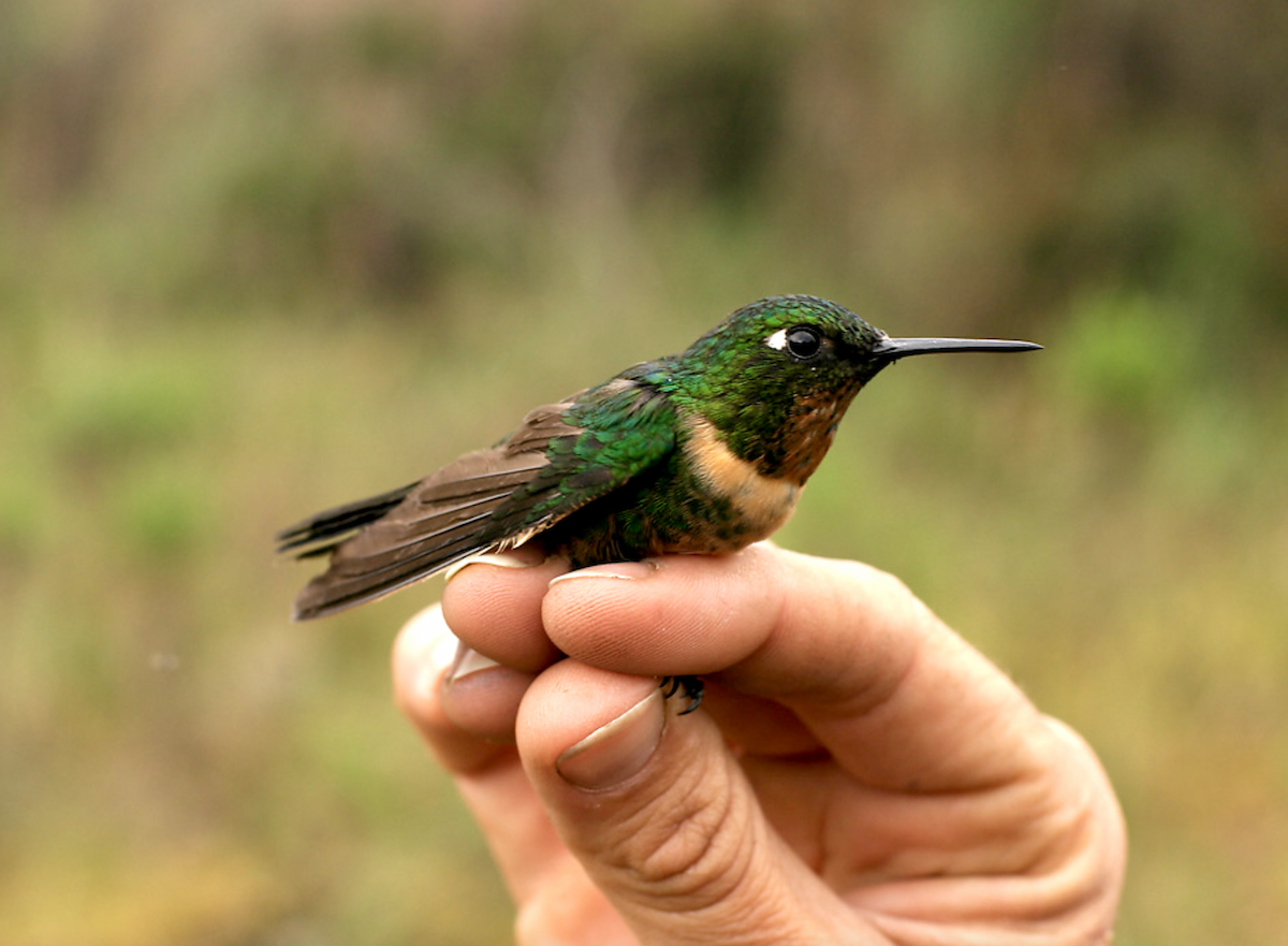 Amethyst-throated Sunangel - ML636125284