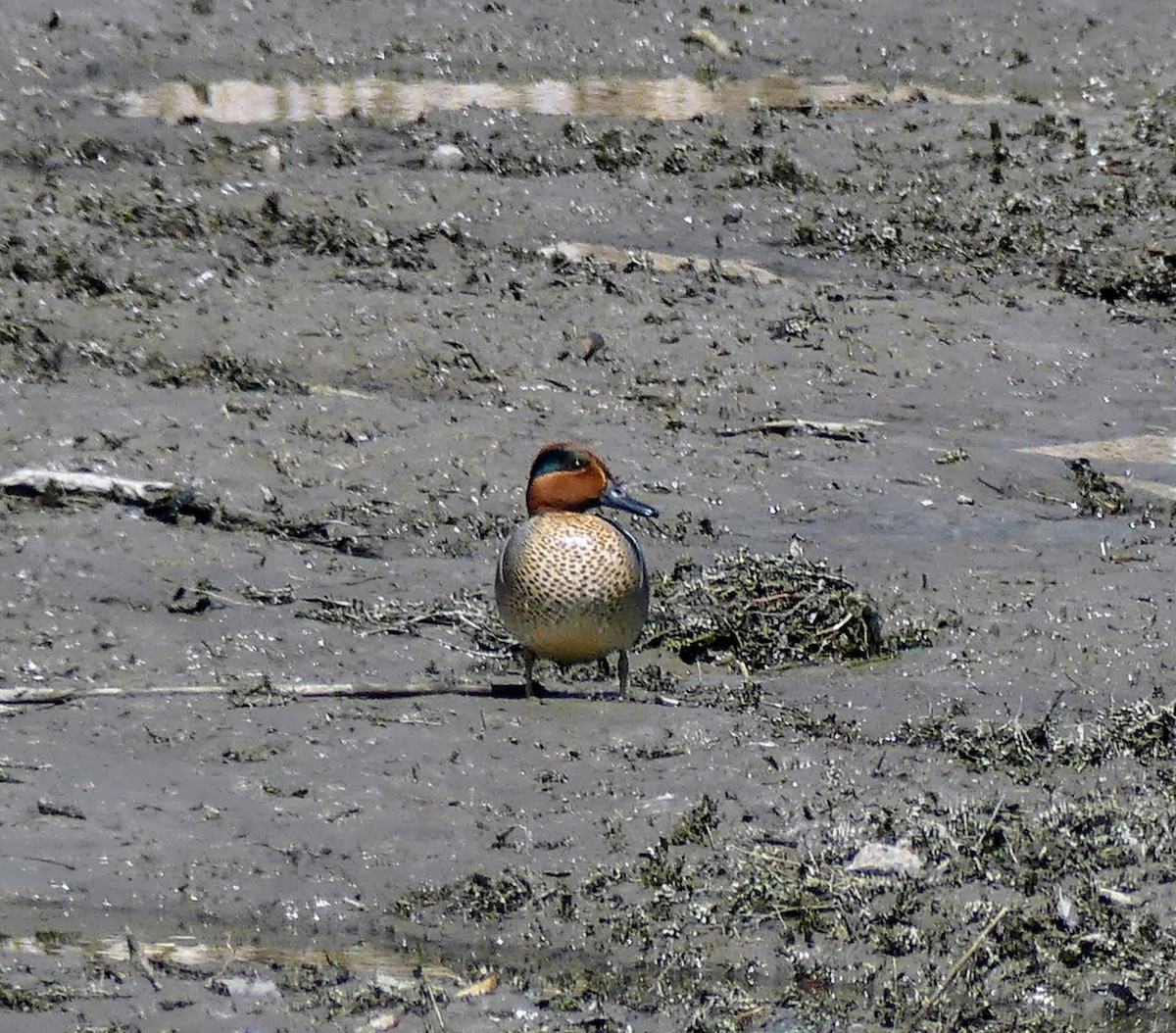 Green-winged Teal - ML636125298