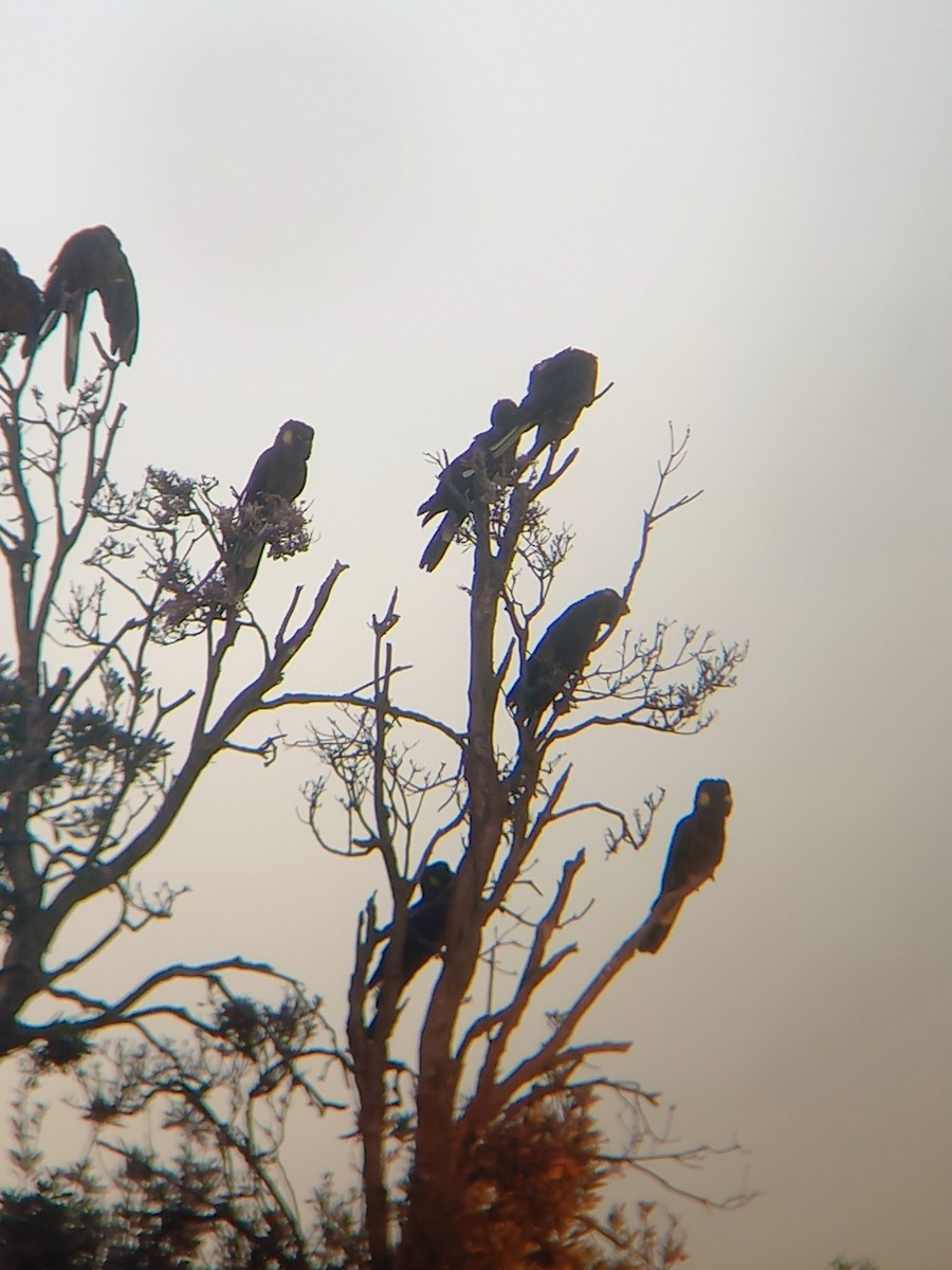 Yellow-tailed Black-Cockatoo - ML636125384
