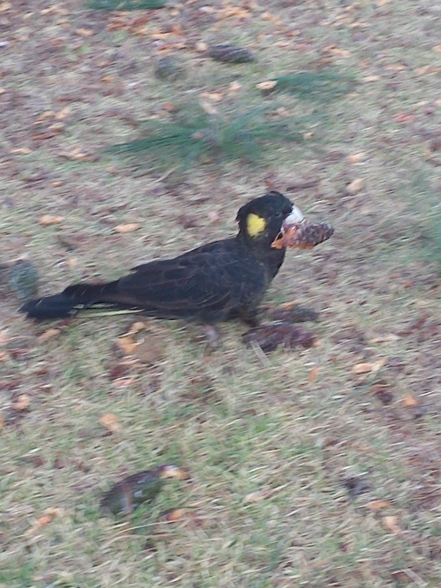 Yellow-tailed Black-Cockatoo - ML636125385