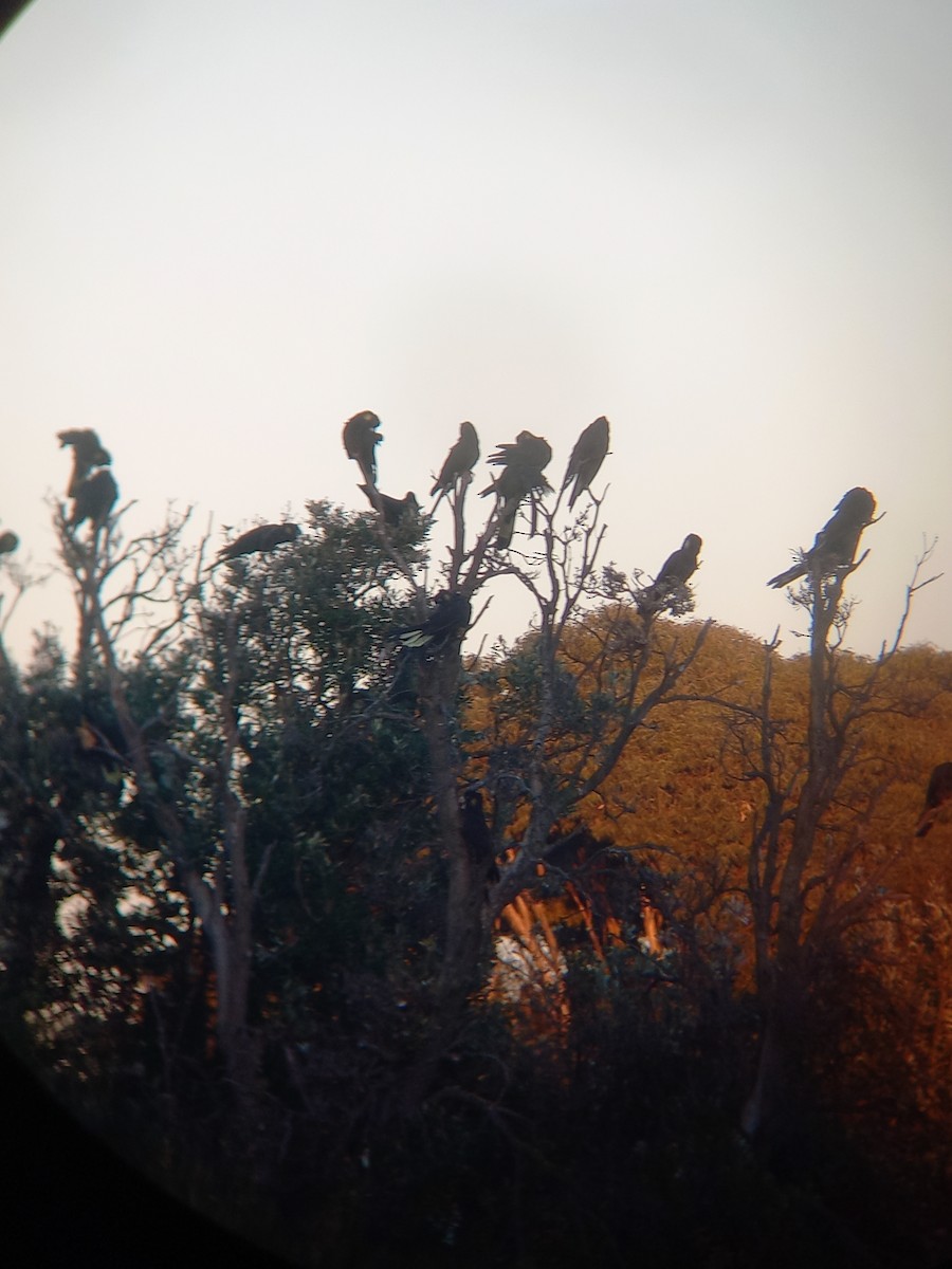 Yellow-tailed Black-Cockatoo - ML636125387