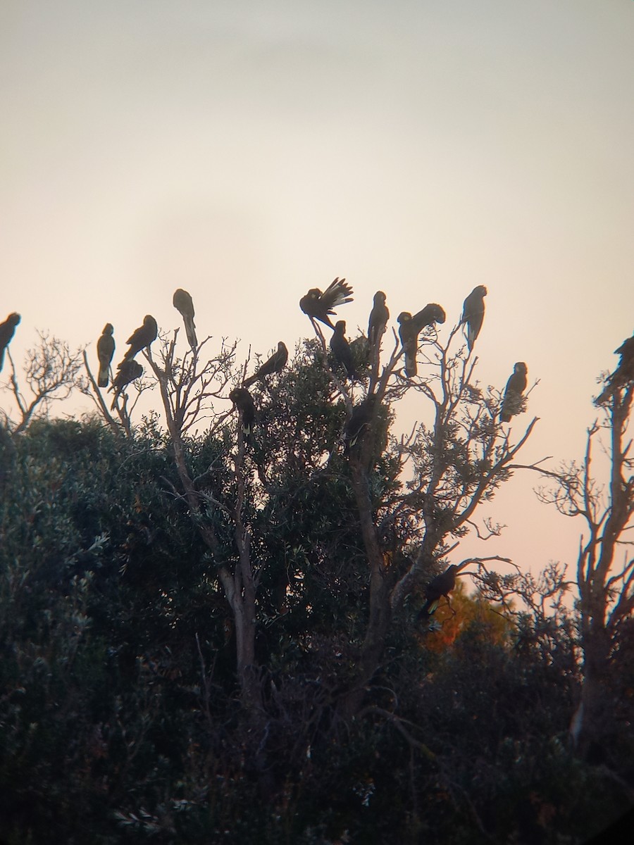 Yellow-tailed Black-Cockatoo - ML636125389