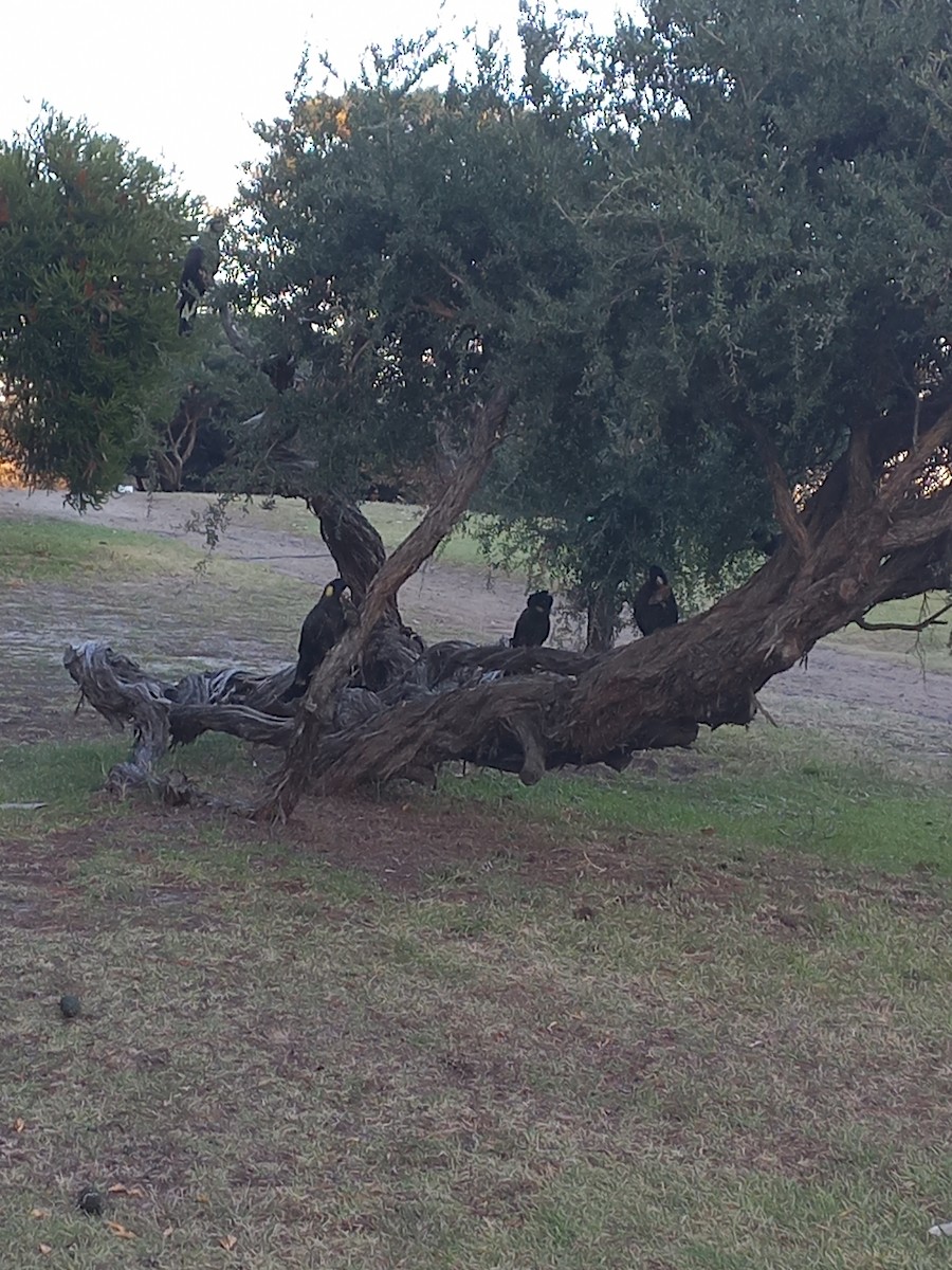Yellow-tailed Black-Cockatoo - ML636125390