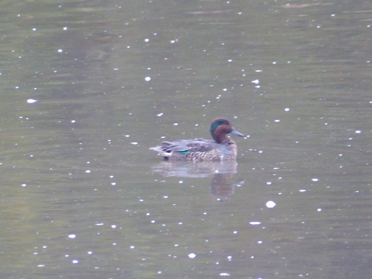 Green-winged Teal - ML636125391
