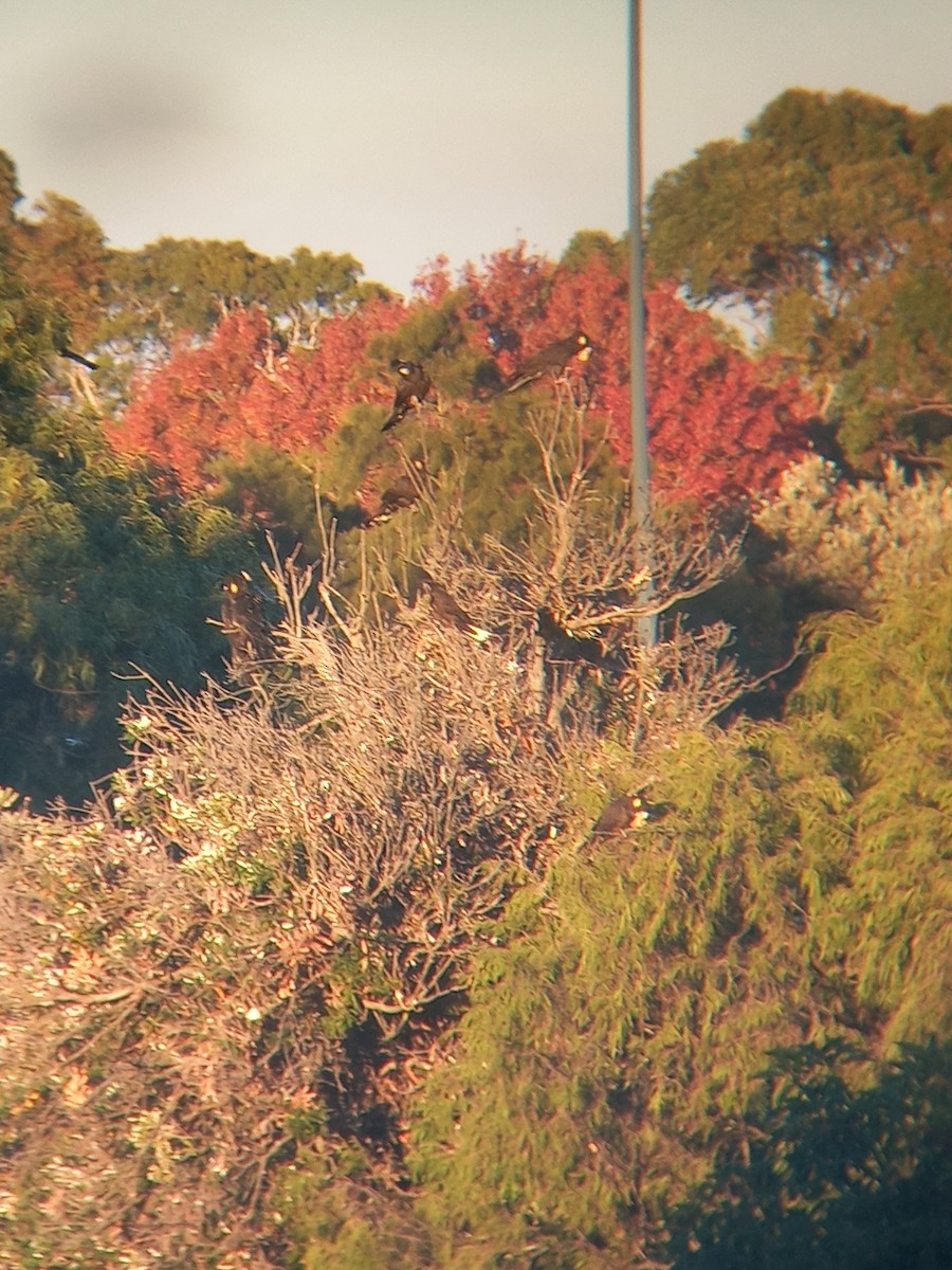 Yellow-tailed Black-Cockatoo - ML636125392