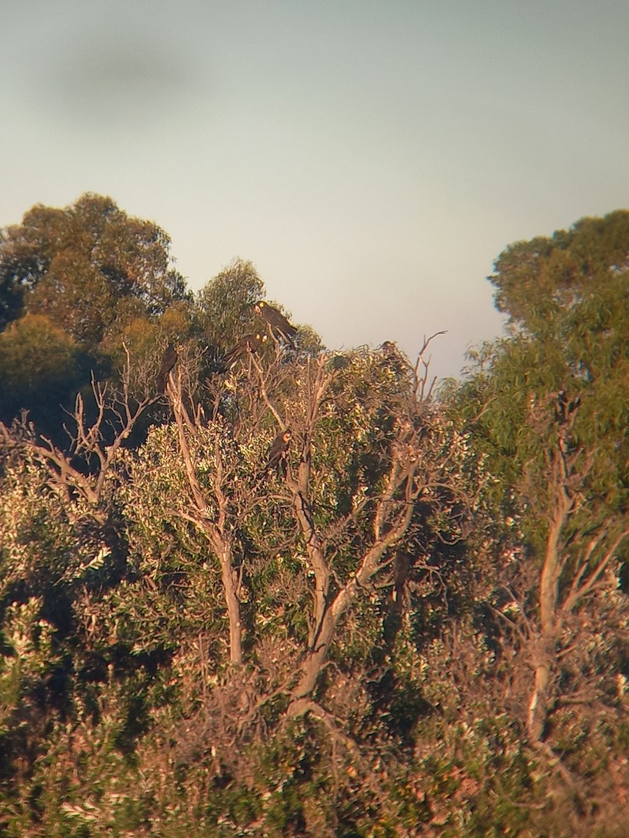 Yellow-tailed Black-Cockatoo - ML636125393