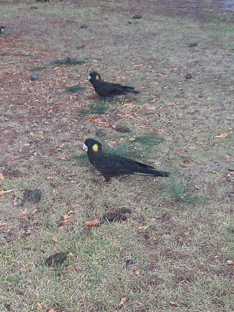 Yellow-tailed Black-Cockatoo - ML636125394