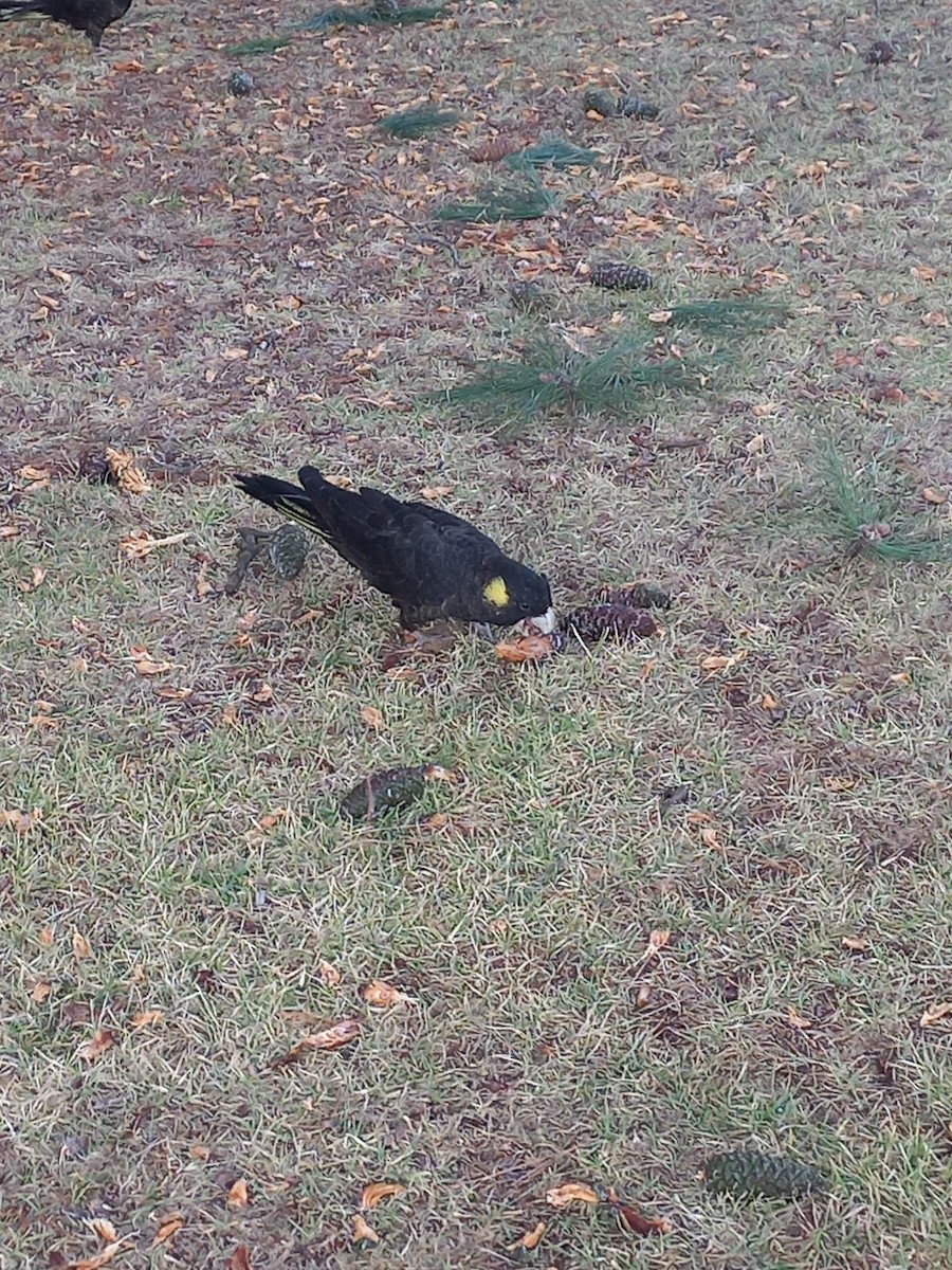 Yellow-tailed Black-Cockatoo - ML636125395