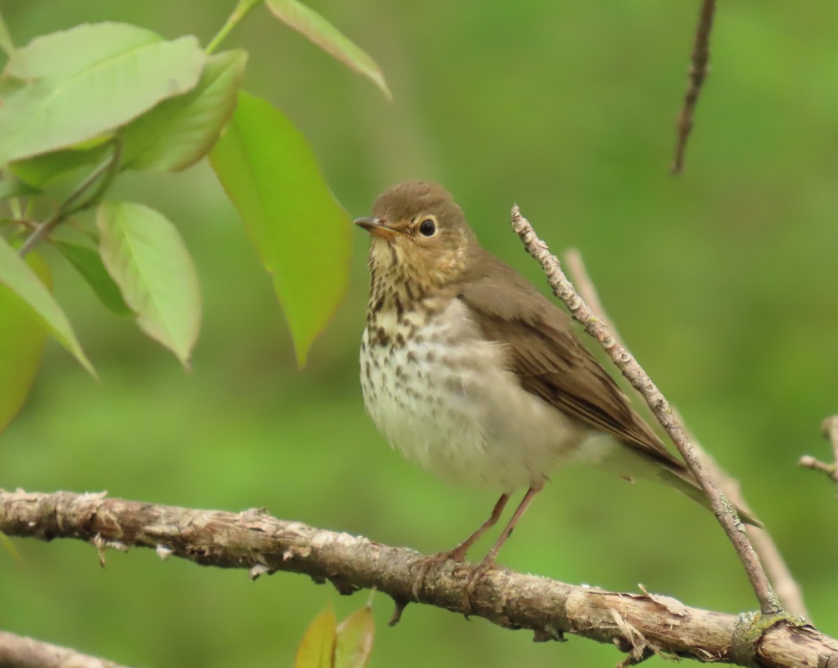 Swainson's Thrush - ML636125428
