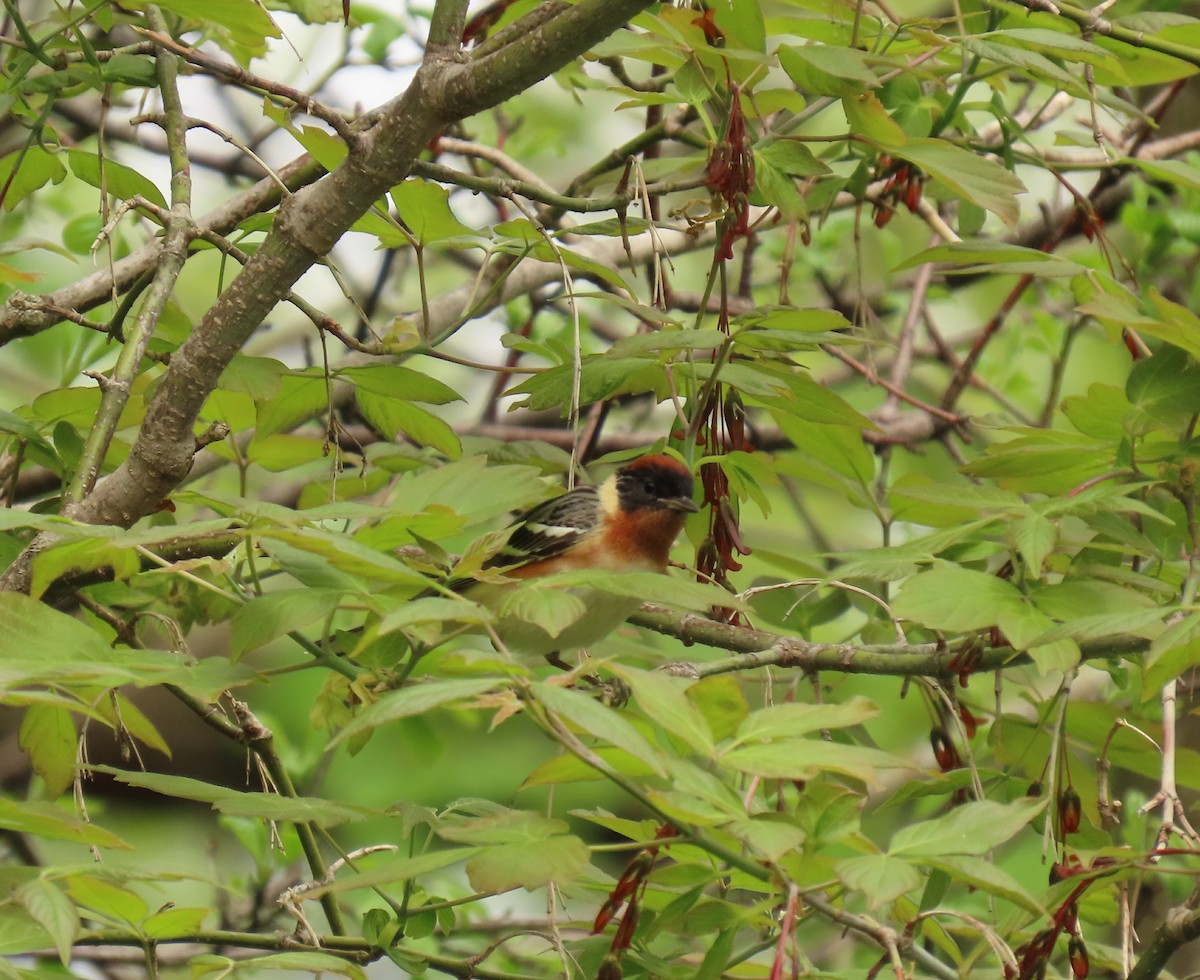 Bay-breasted Warbler - ML636125459
